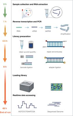 Untangling an AGS Outbreak Caused by the Recombinant GII.12[P16] Norovirus With Nanopore Sequencing